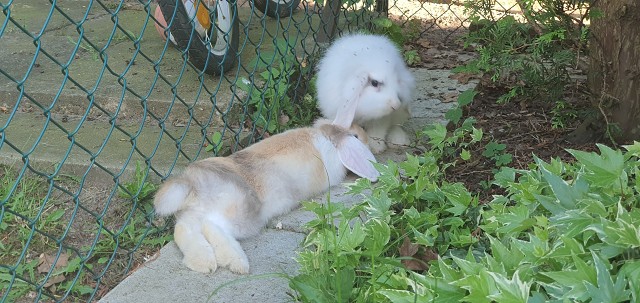 4046260C2DF8CB9400BB39C21293AEA4