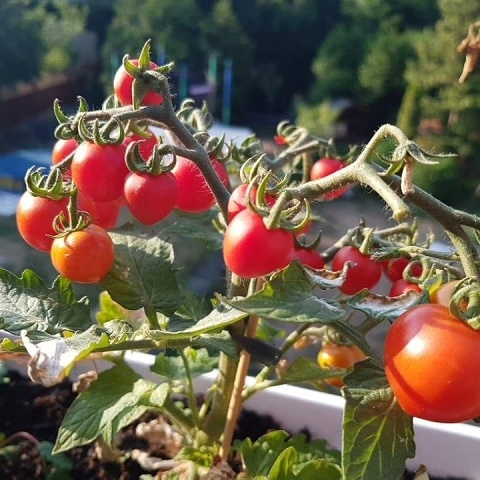 62CA2CA93BF384CE8725E0C87362E0DE