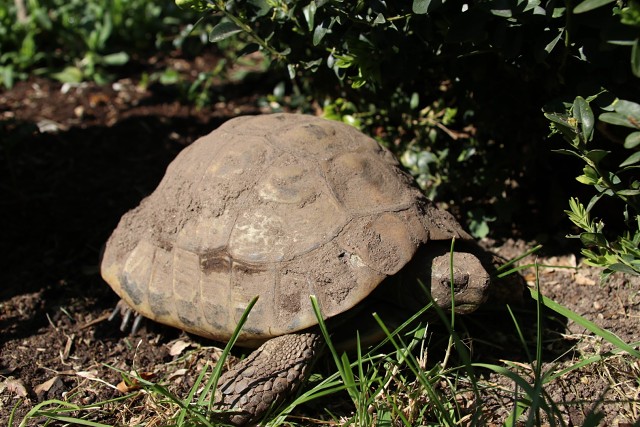 51F3A17ED5D8D9FFDC458576B6AB8D82